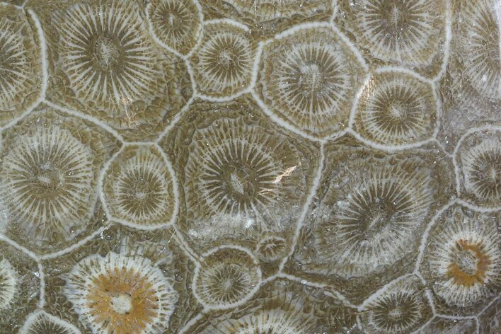 Polished Fossil Coral (Actinocyathus) - Morocco #85052